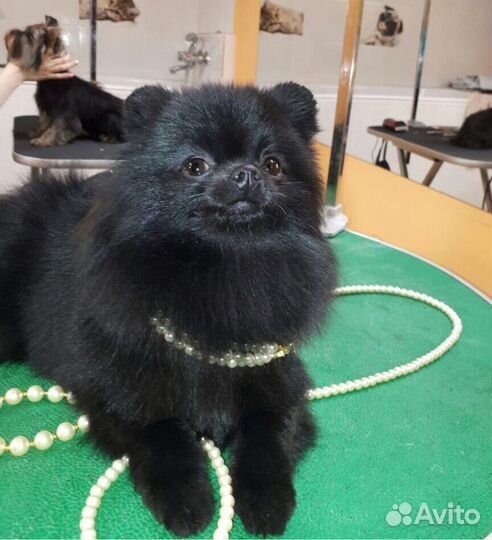 Для животных