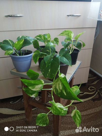 Сциндапсус