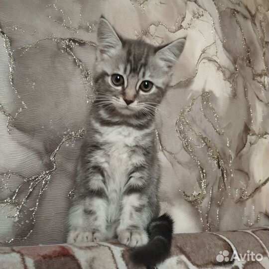 Шотландская кошечка