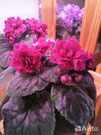 Сортовые фиалки пт-Миссандея