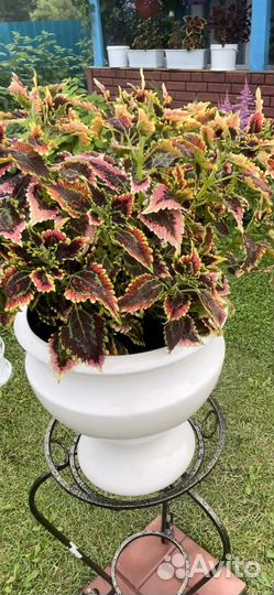 Колеусы вегетативные