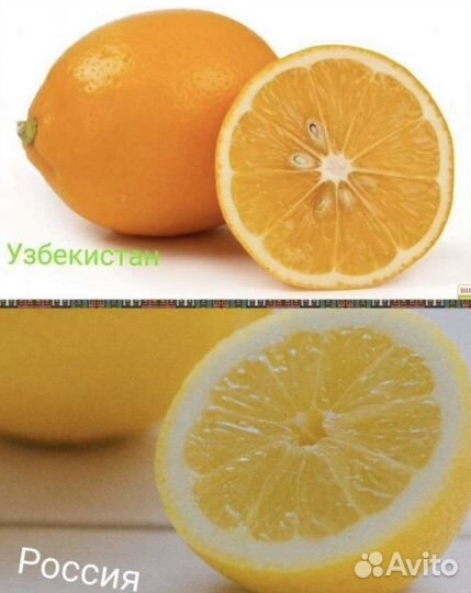 Редкие Саженцы сладкого лимона