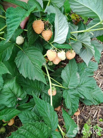 Малина красная, саженцы