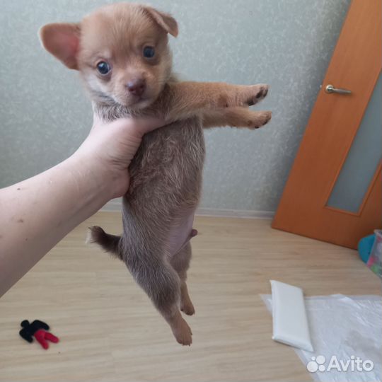 Щенок Той-пу очень классный