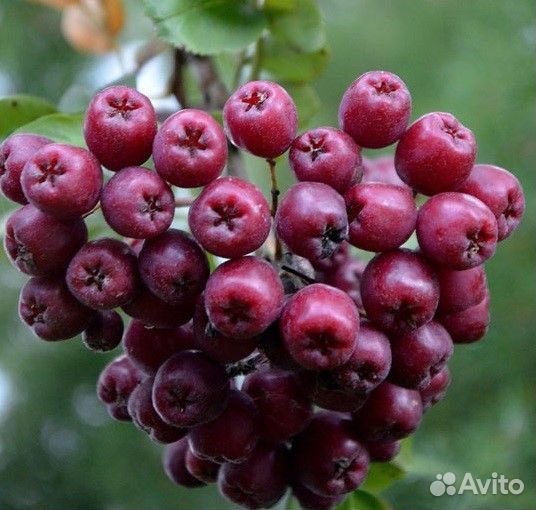 Саженцы рябины, калины, облепихи, черемухи, лещины