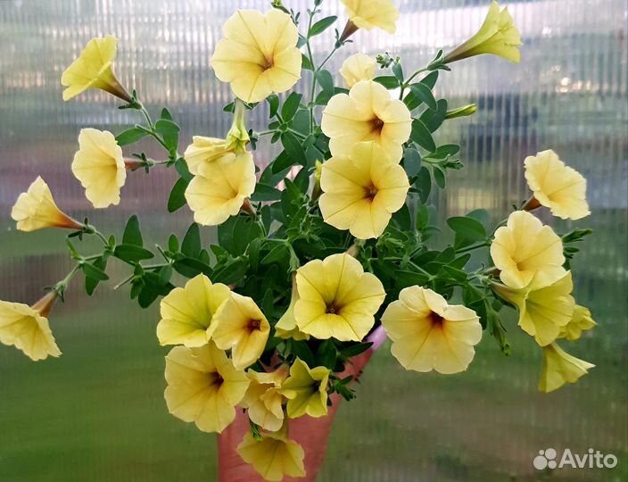 Вегетативная петуния и калибрахоа