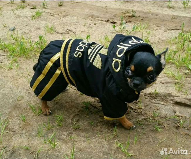 Комбинезон для собаки Adidas