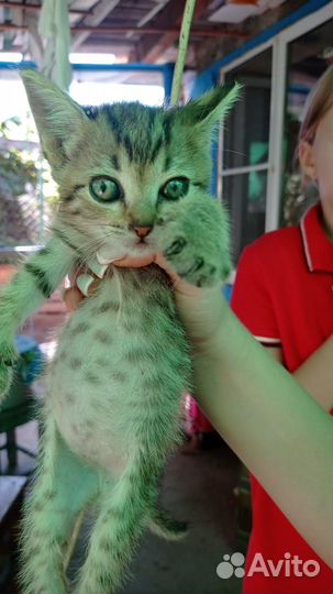 Котята. Астрахань На все вкусы. В добрые руки