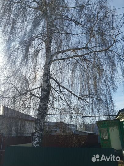 Спил деревьев