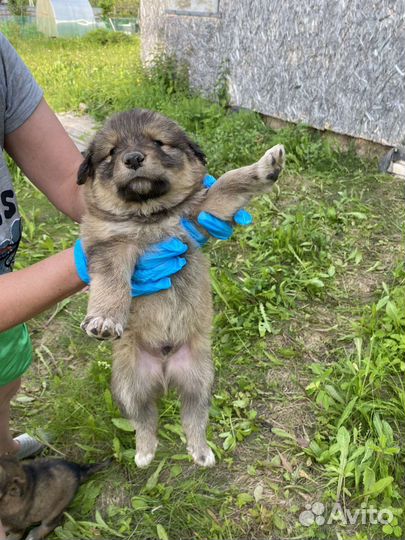 Щенки ищут дом