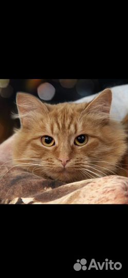 В добрые руки