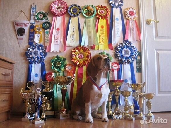 Кобель для вязки. Бигль