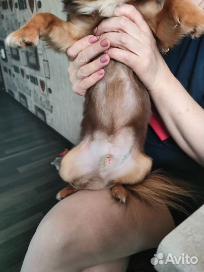 Чихуахуа кабель для случки