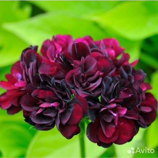 Пеларгонии плющелистные (ампельные) и королевские