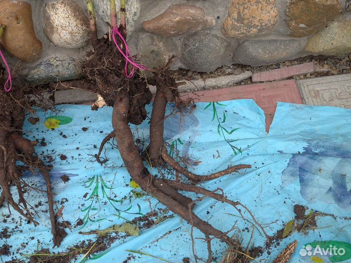 Сортовой пион