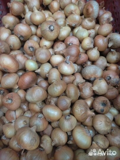 Лук семейный на посадку