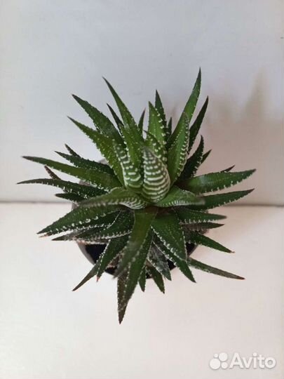 Кактус, хавортия (суккуленты)