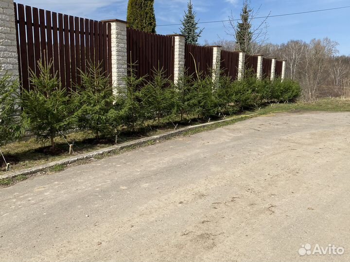 Ель обыкновенная саженцы