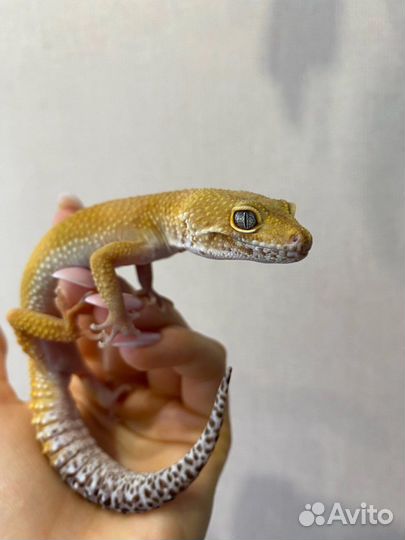 Эублефар, самец, 4 года