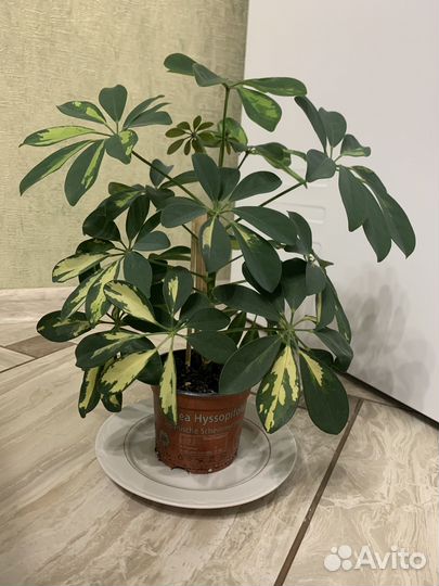 Домашний цветок Шефлера