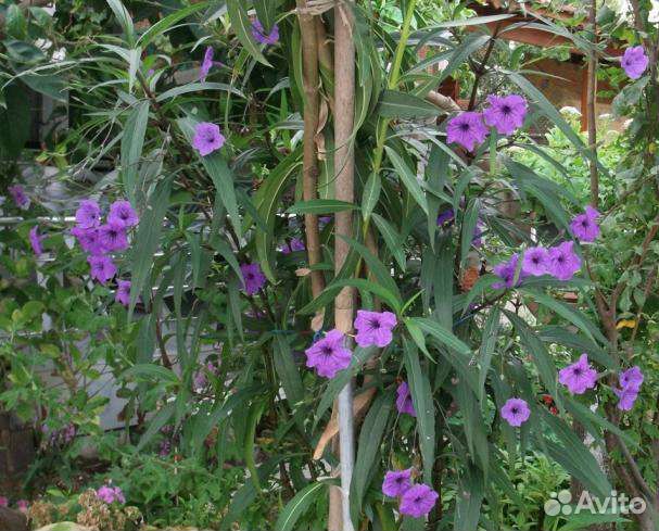 Руэллия садовая