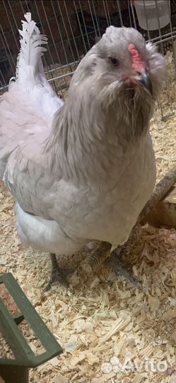 Амераукана Инкубационное яйцо