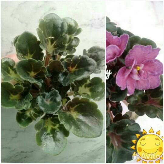 Фиалки,Бегонии и другие