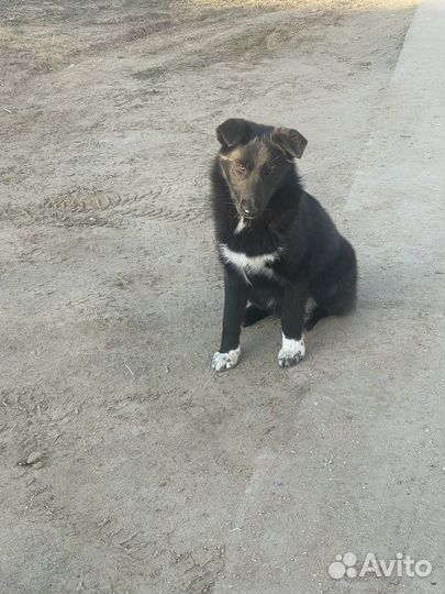 Мальчик-Чилик