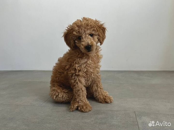 Девочка пудель абрикос