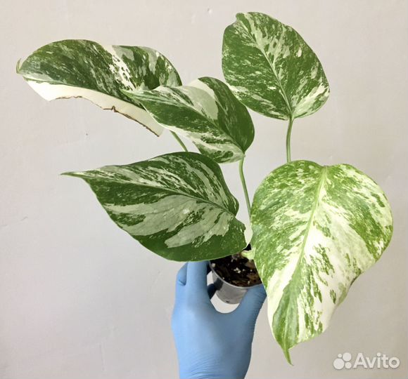 Монстера альба