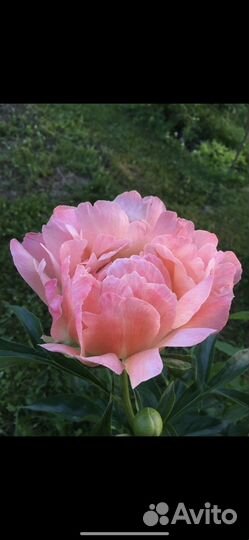 Деленка пиона Корал Сансет