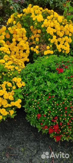 Хризантемы мультифлора куст