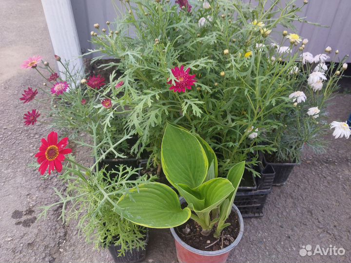 Остеоспермум, Герань и другие летники