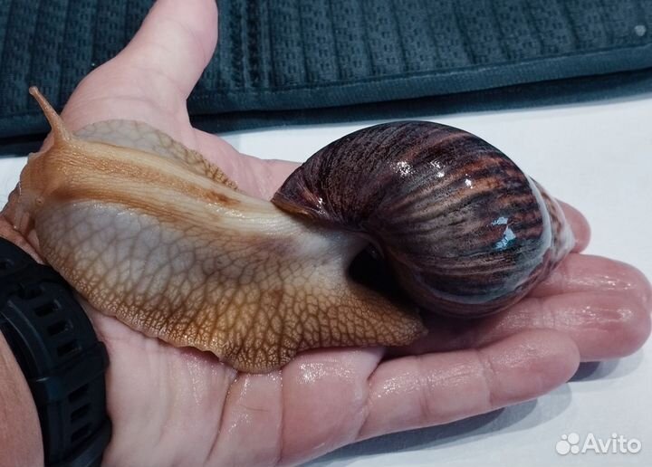 Улитки ахатины 4шт. бесплатно