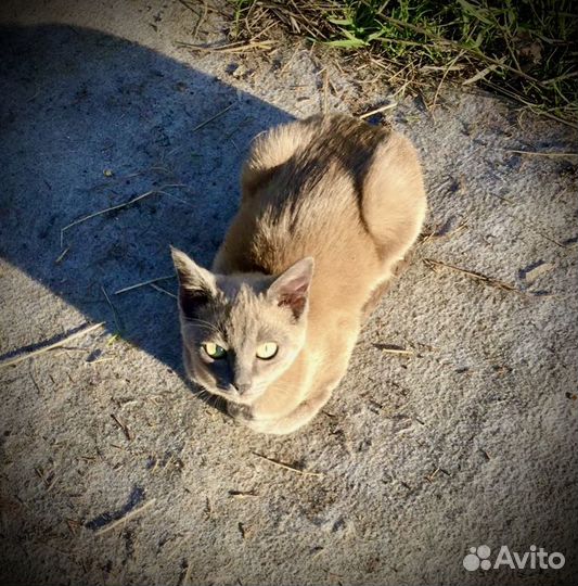 Котенок девочка Жизель