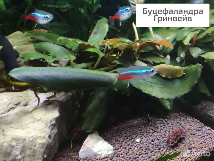 Аквариумные растения живые