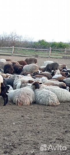 Овцы бараны