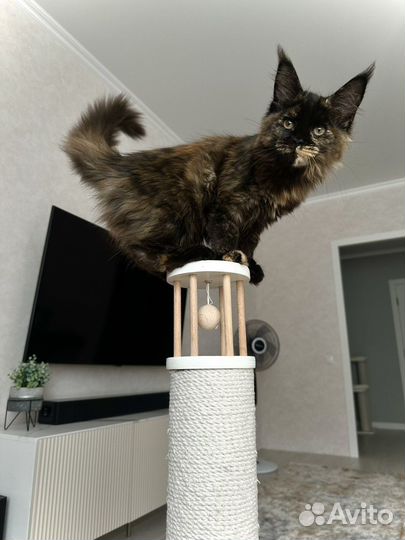 Самые настоящие мейн-куны