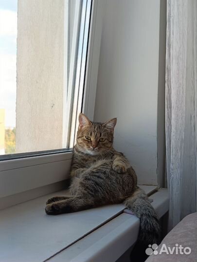 Отдам котенка в добрые руки