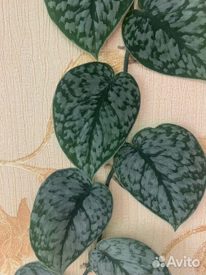 Сциндапсус, филодендрон