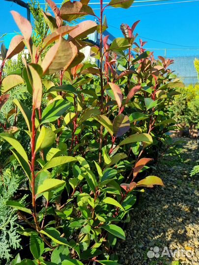 Фотиния ред робин