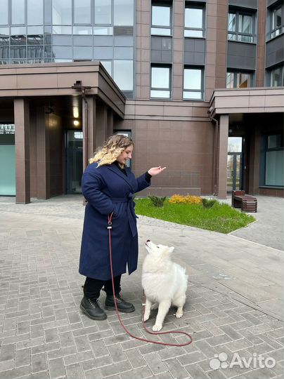 Передержка собак