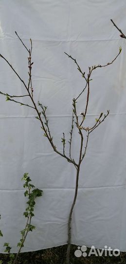 Саженцы персика некторин