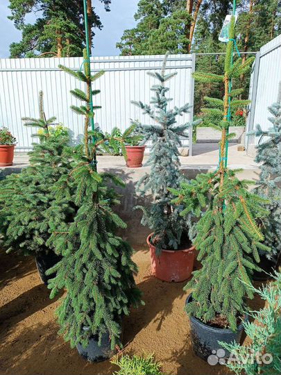 Ель инверса зкс