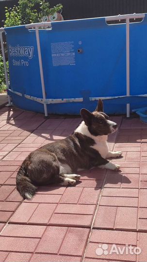 Вельш-корги кардиган вязка