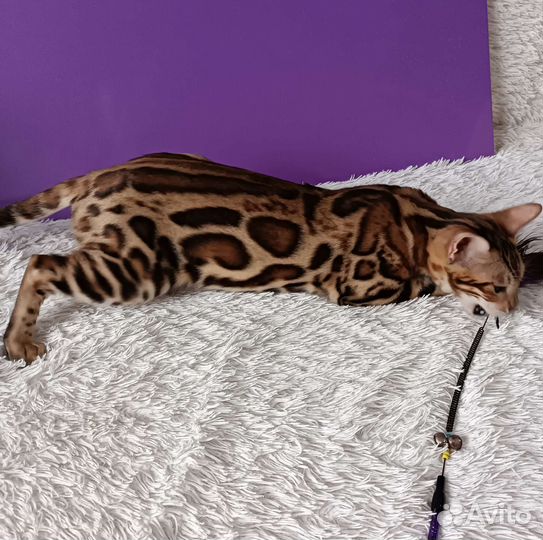 Бенгальская кошка