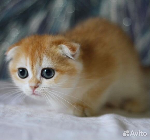 Вислоухая девочка ny 12, папа cy 12