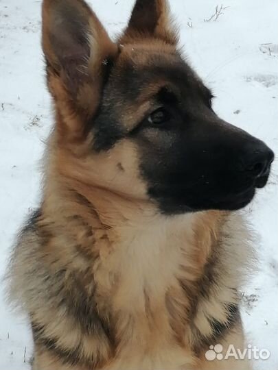 Овчарка