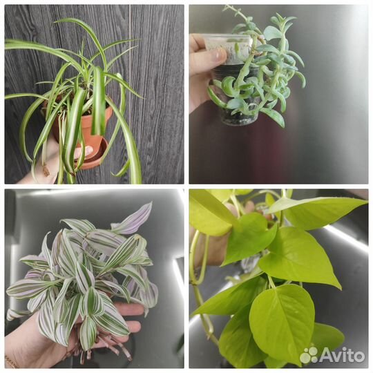 Сциндапсус, филодендрон (черенки на срез)