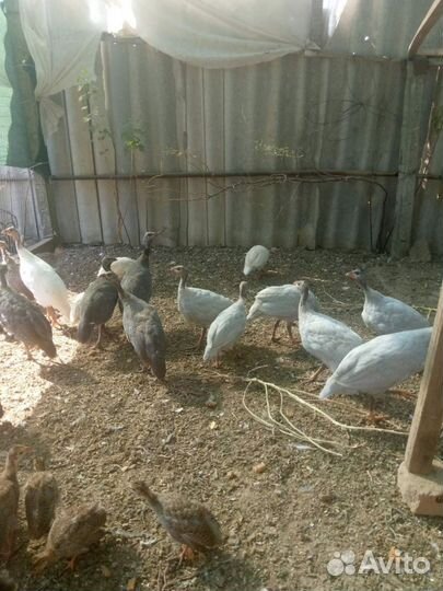 Цыплята цесарки